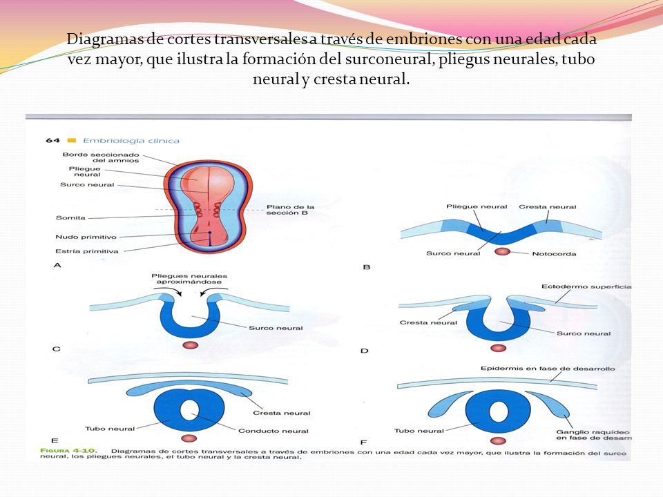Diagramas de cortes transversales a través de embriones con una edad cada vez mayor, que ilustra la formación del surconeural, pliegus neurales, tubo neural y cresta neural.