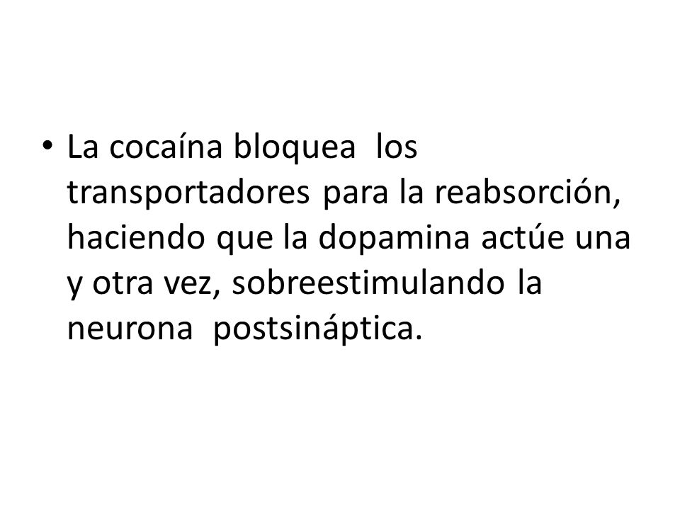 La cocaína bloquea los transportadores para la reabsorción, haciendo que la dopamina actúe una y otra vez, sobreestimulando la neurona postsináptica.