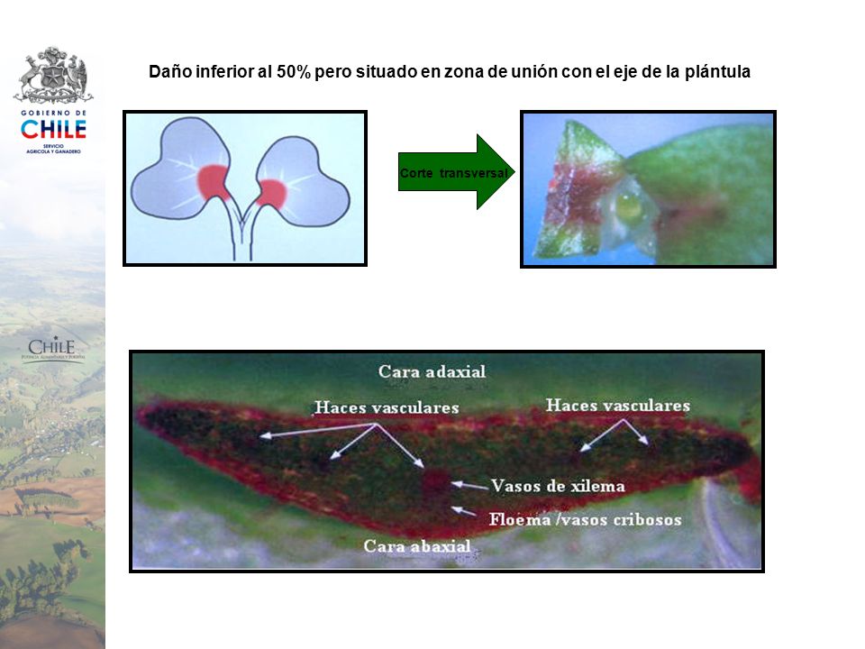 Daño inferior al 50% pero situado en zona de unión con el eje de la plántula
