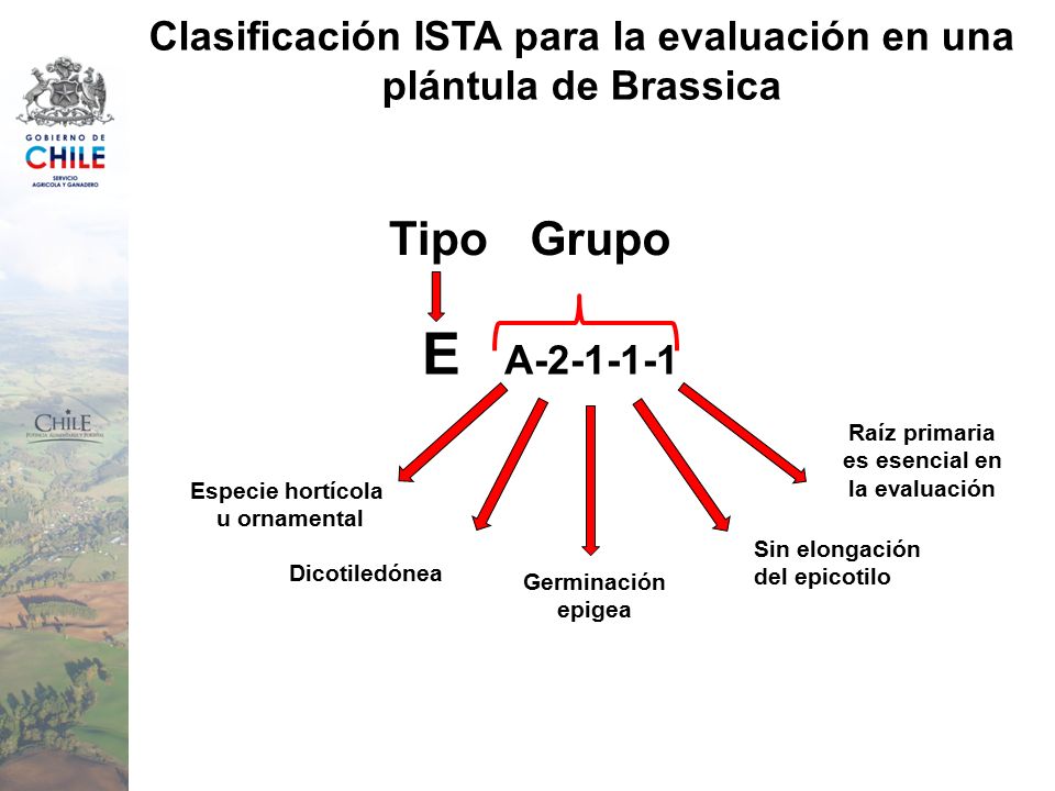 Clasificación ISTA para la evaluación en una plántula de Brassica