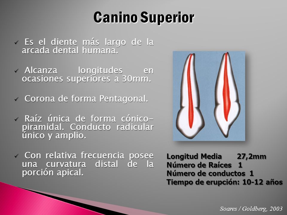 Canino Superior Es el diente más largo de la arcada dental humana.