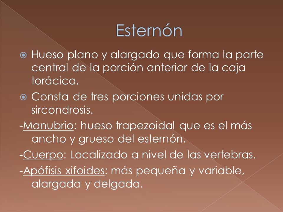 Esternón Hueso plano y alargado que forma la parte central de la porción anterior de la caja torácica.