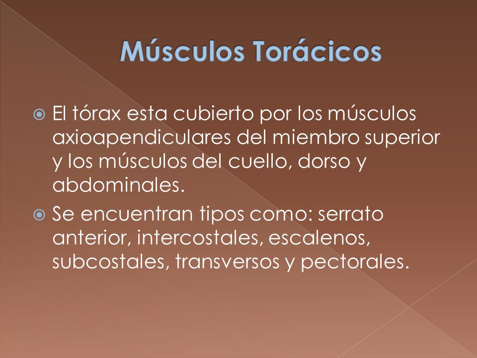 Músculos Torácicos El tórax esta cubierto por los músculos axioapendiculares del miembro superior y los músculos del cuello, dorso y abdominales.