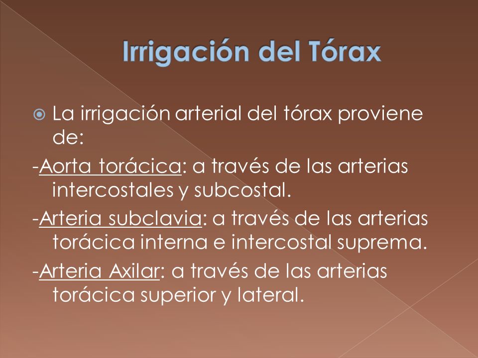 Irrigación del Tórax La irrigación arterial del tórax proviene de: