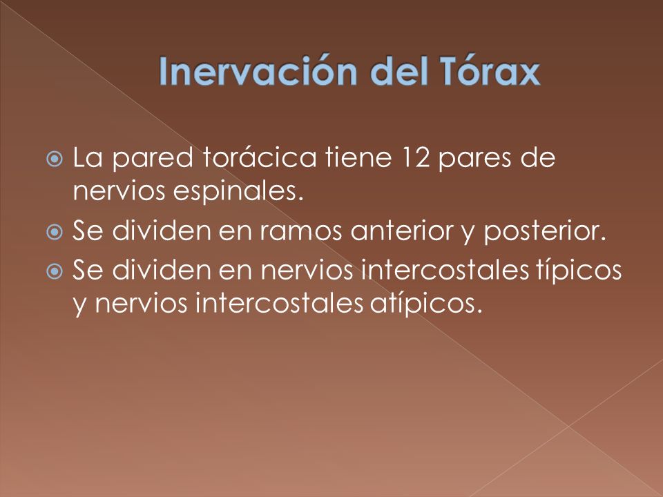 Inervación del Tórax La pared torácica tiene 12 pares de nervios espinales. Se dividen en ramos anterior y posterior.