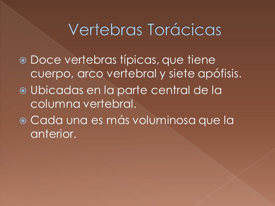 Vertebras Torácicas Doce vertebras típicas, que tiene cuerpo, arco vertebral y siete apófisis. Ubicadas en la parte central de la columna vertebral.