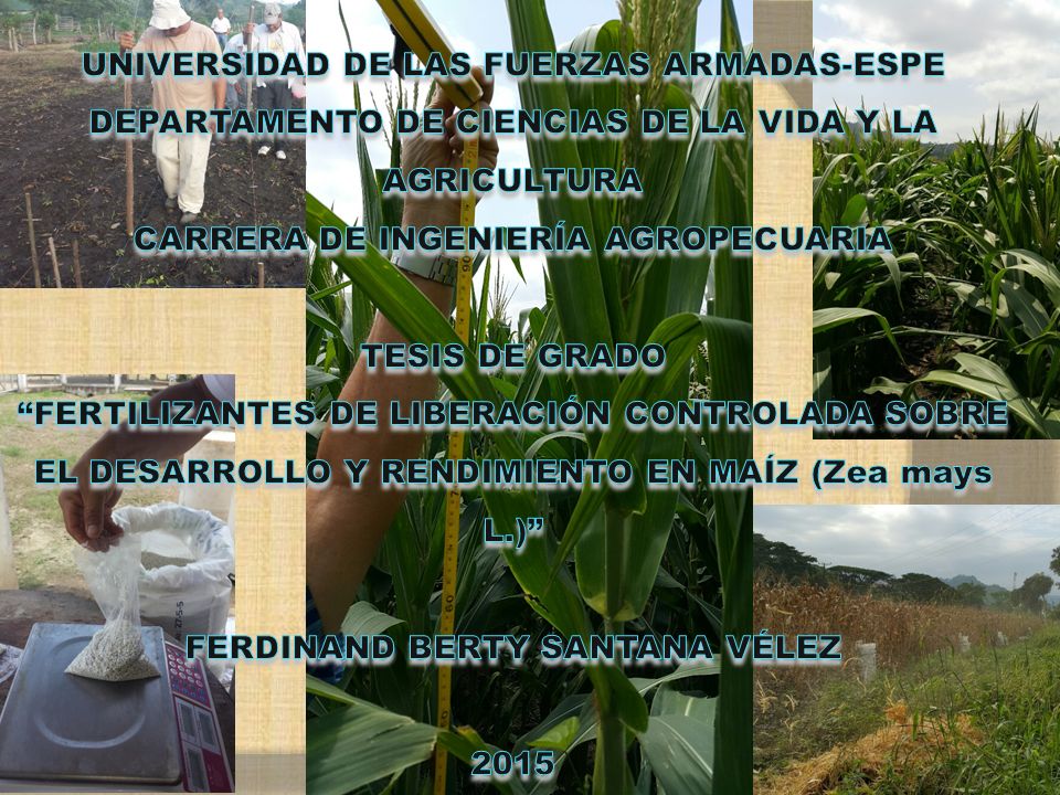 UNIVERSIDAD DE LAS FUERZAS ARMADAS-ESPE DEPARTAMENTO DE CIENCIAS DE LA VIDA Y LA AGRICULTURA CARRERA DE INGENIERÍA AGROPECUARIA Tesis de grado FERTILIZANTES DE LIBERACIÓN CONTROLADA SOBRE EL DESARROLLO Y RENDIMIENTO EN MAÍZ (Zea mays L.) FERDINAND BERTY SANTANA VÉLEZ 2015