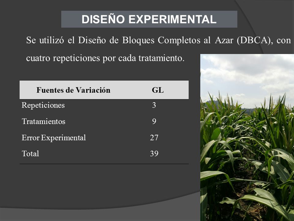 DISEÑO EXPERIMENTAL Se utilizó el Diseño de Bloques Completos al Azar (DBCA), con cuatro repeticiones por cada tratamiento.