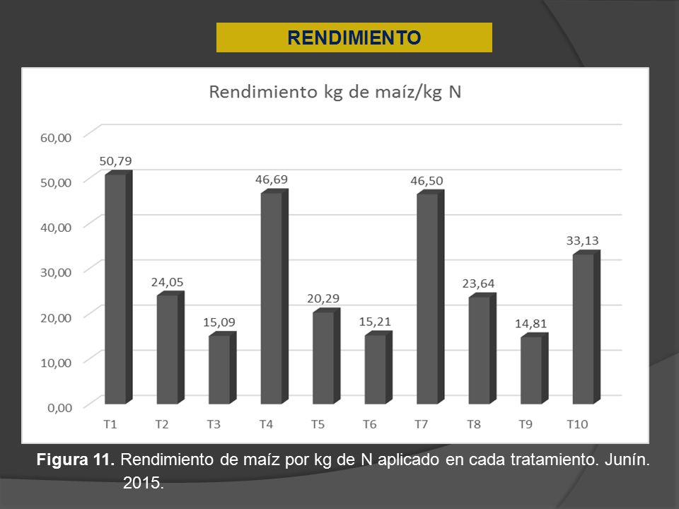 RENDIMIENTO Figura 11. Rendimiento de maíz por kg de N aplicado en cada tratamiento. Junín