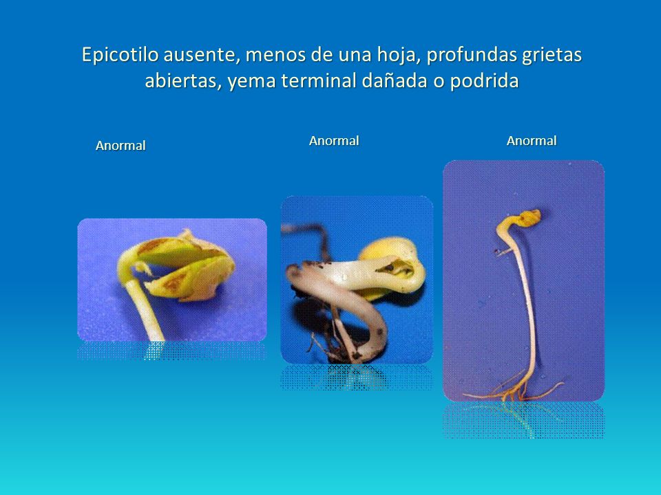 Epicotilo ausente, menos de una hoja, profundas grietas abiertas, yema terminal dañada o podrida