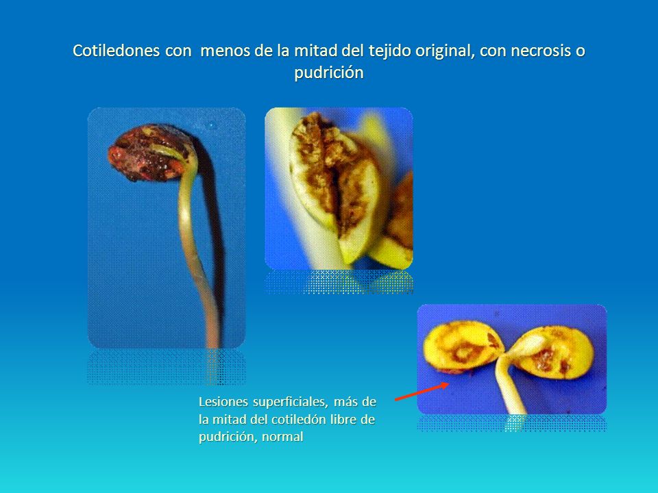 Cotiledones con menos de la mitad del tejido original, con necrosis o pudrición