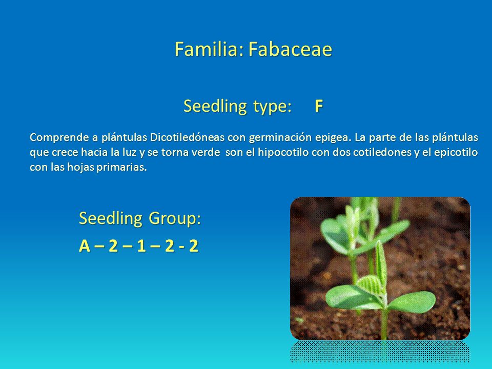 Familia: Fabaceae Seedling type: F Seedling Group: A – 2 – 1 – 2 - 2