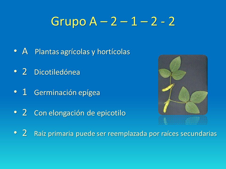 Grupo A – 2 – 1 – A Plantas agrícolas y hortícolas