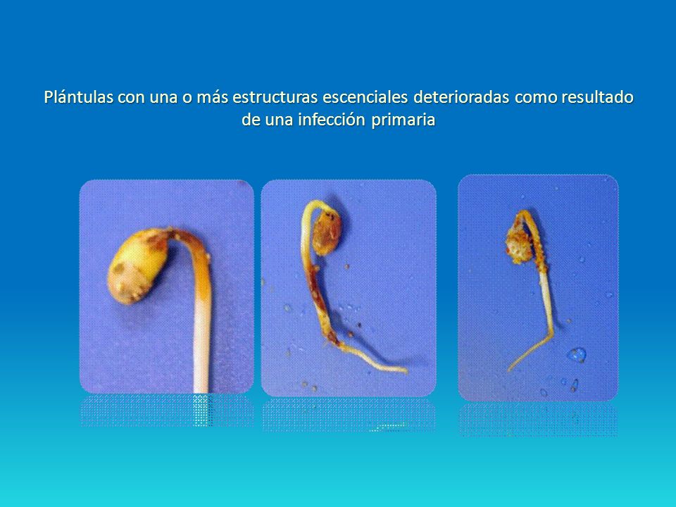 Plántulas con una o más estructuras escenciales deterioradas como resultado de una infección primaria
