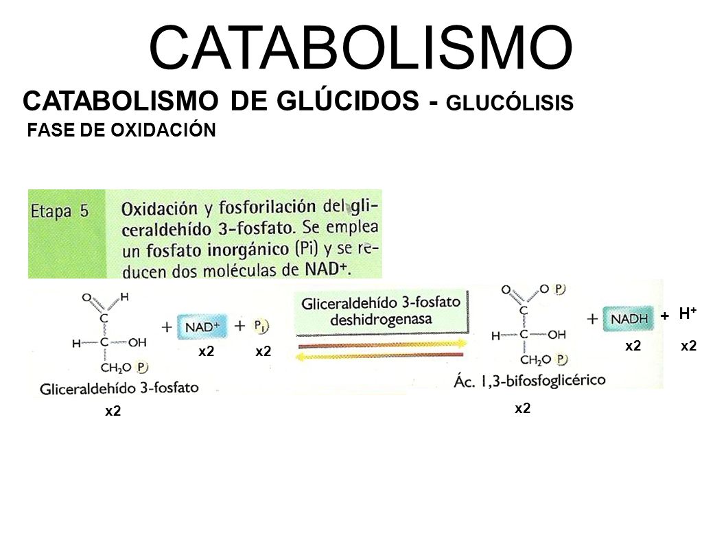 CATABOLISMO CATABOLISMO DE GLÚCIDOS - GLUCÓLISIS FASE DE OXIDACIÓN H+