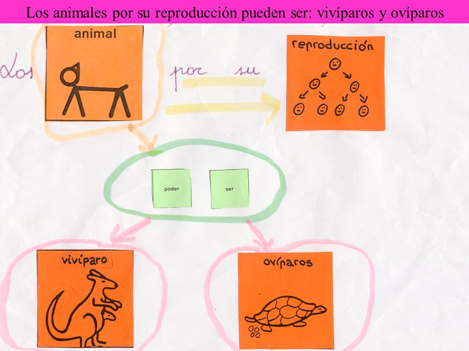 Los animales por su reproducción pueden ser: vivíparos y ovíparos