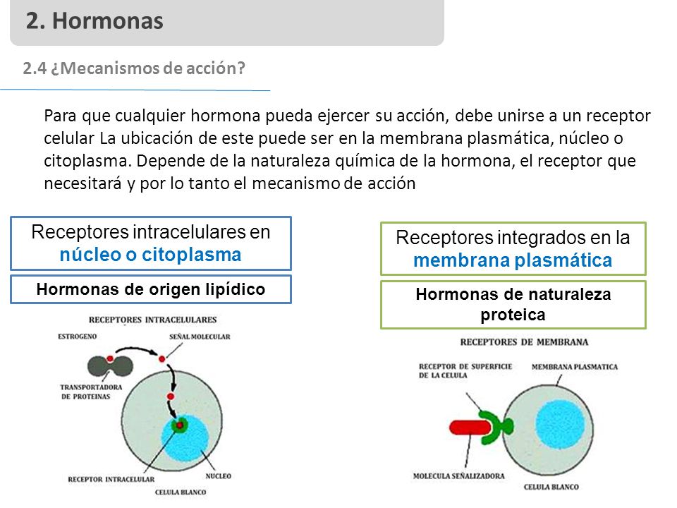 Hormonas de origen lipídico Hormonas de naturaleza proteica