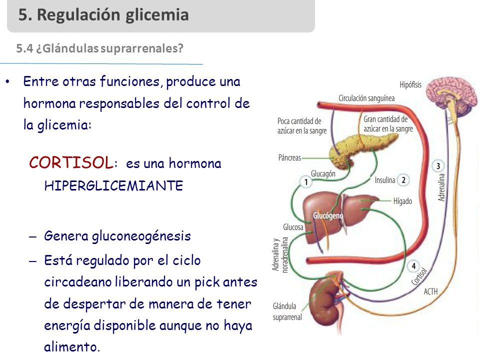 5. Regulación glicemia CORTISOL: es una hormona HIPERGLICEMIANTE