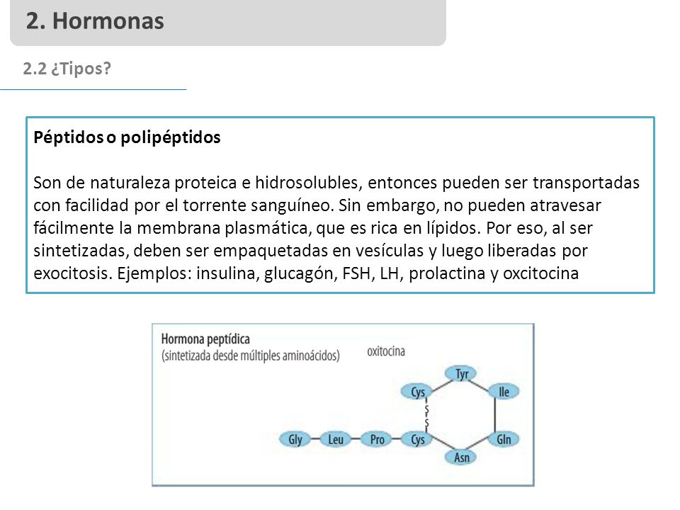 2. Hormonas 2.2 ¿Tipos Péptidos o polipéptidos