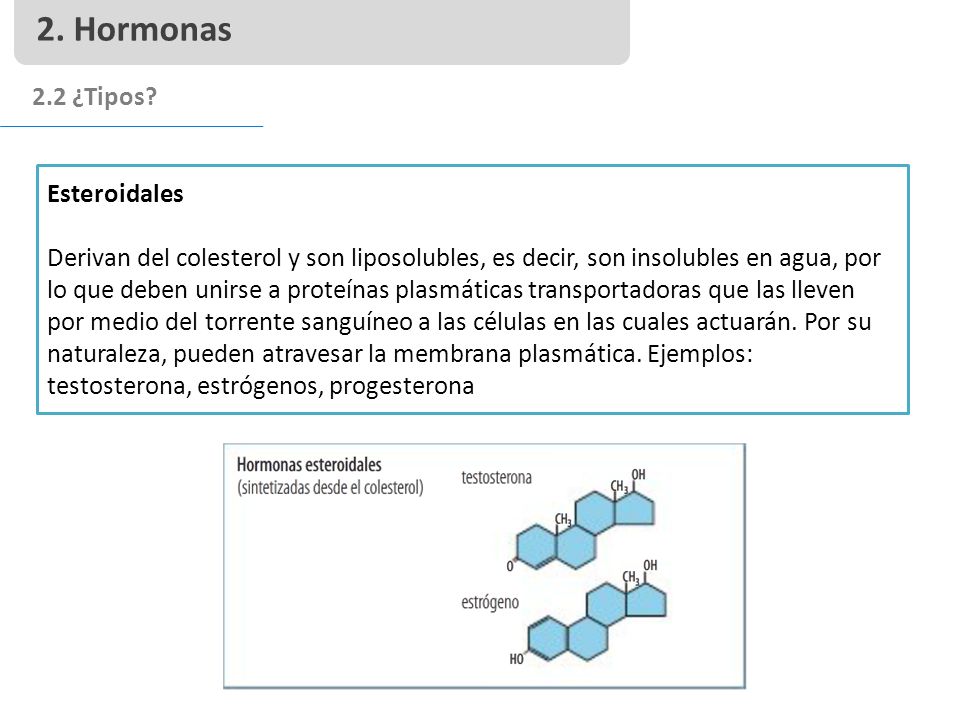 2. Hormonas 2.2 ¿Tipos Esteroidales
