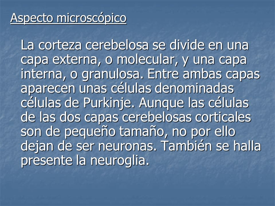 Aspecto microscópico La corteza cerebelosa se divide en una capa externa, o molecular, y una capa interna, o granulosa.