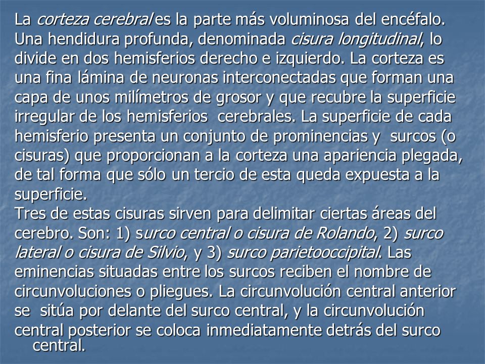 La corteza cerebral es la parte más voluminosa del encéfalo.