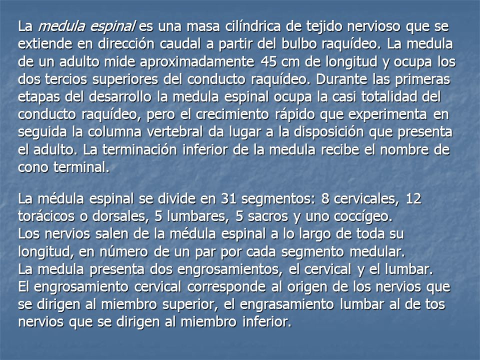 La medula espinal es una masa cilíndrica de tejido nervioso que se