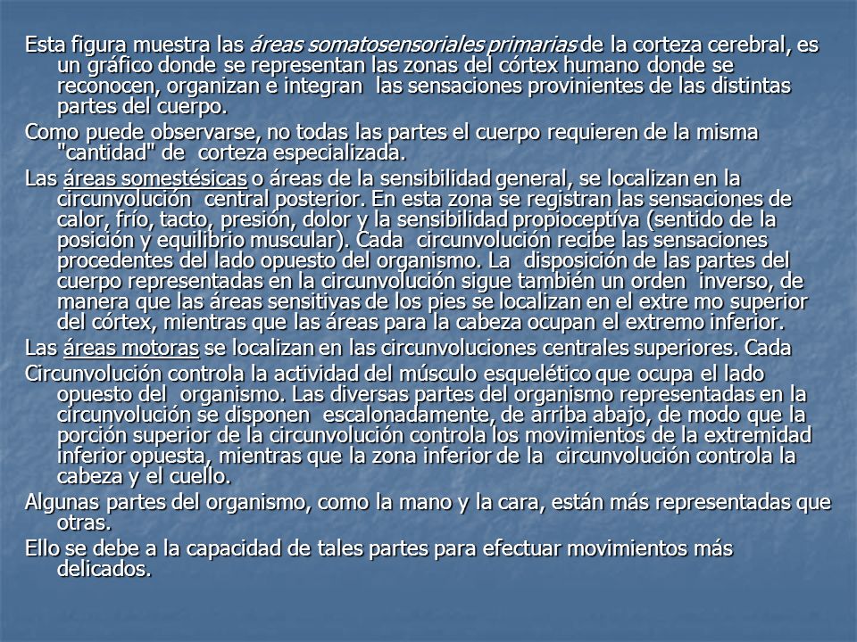Esta figura muestra las áreas somatosensoriales primarias de la corteza cerebral, es un gráfico donde se representan las zonas del córtex humano donde se reconocen, organizan e integran las sensaciones provinientes de las distintas partes del cuerpo.