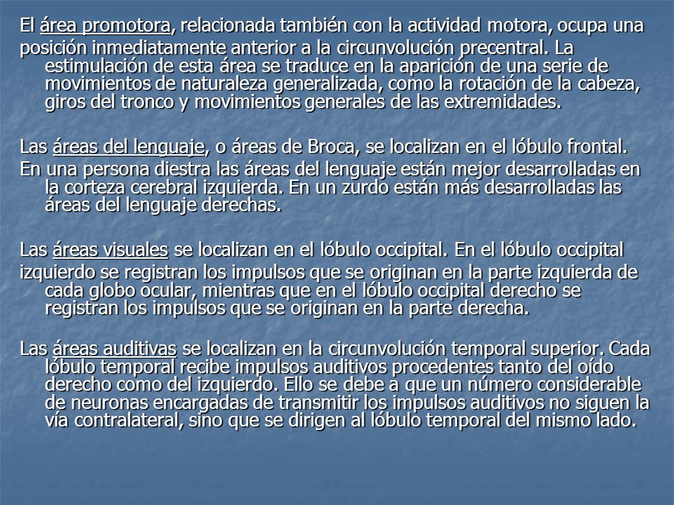 El área promotora, relacionada también con la actividad motora, ocupa una