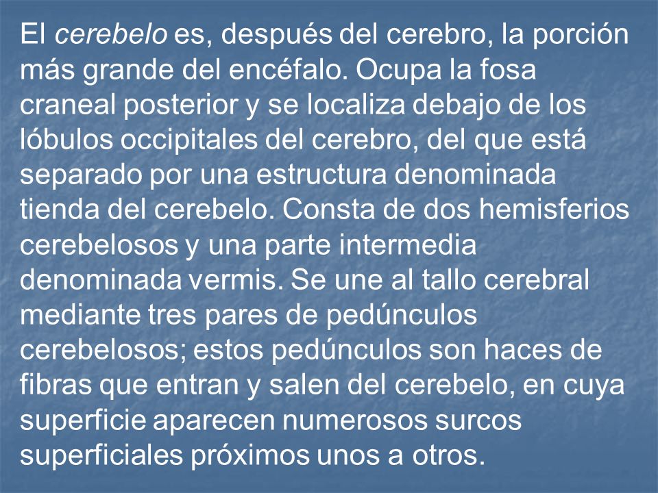 El cerebelo es, después del cerebro, la porción más grande del encéfalo.