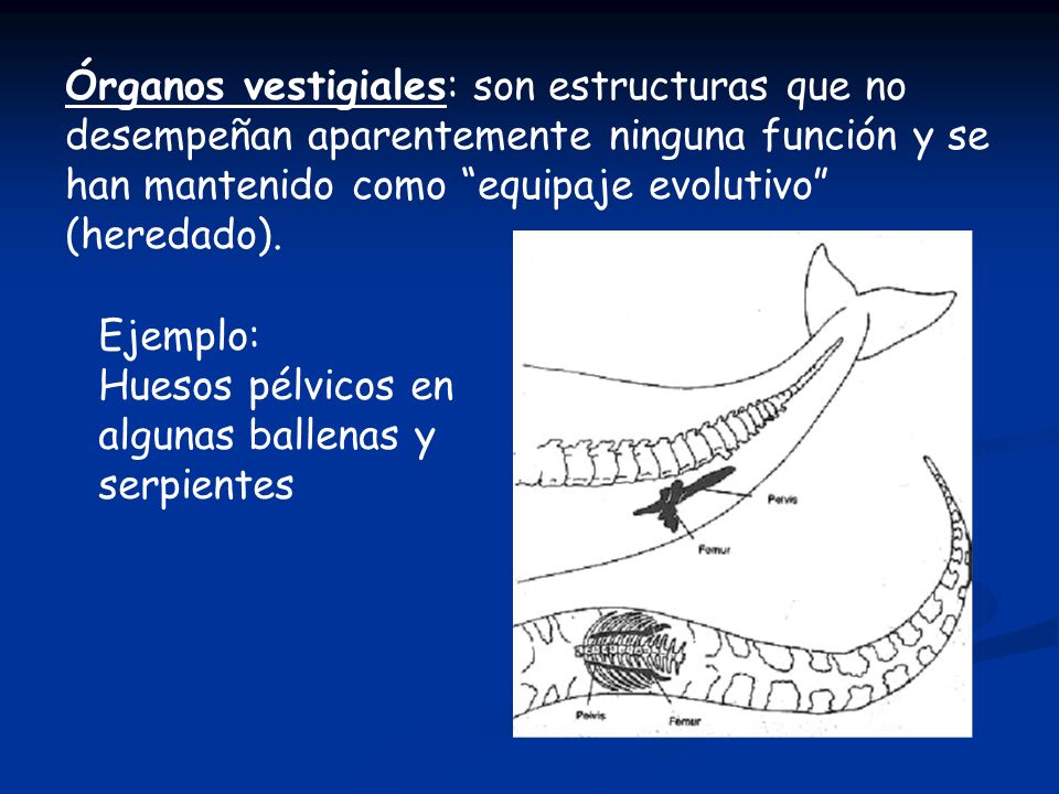 Órganos vestigiales: son estructuras que no desempeñan aparentemente ninguna función y se han mantenido como equipaje evolutivo (heredado).