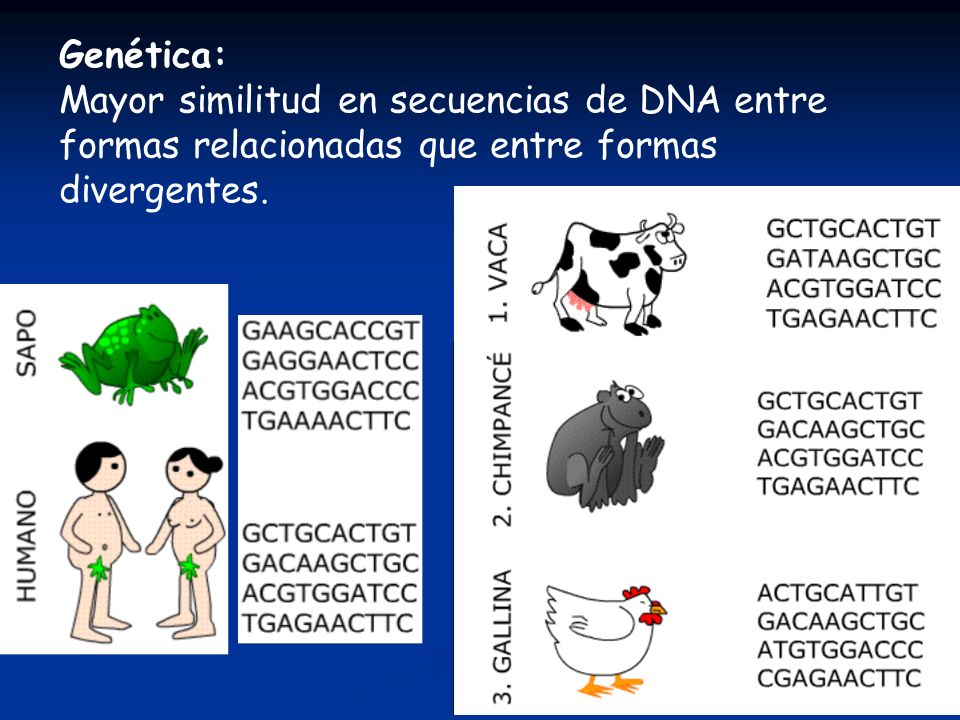 Genética: Mayor similitud en secuencias de DNA entre formas relacionadas que entre formas divergentes.