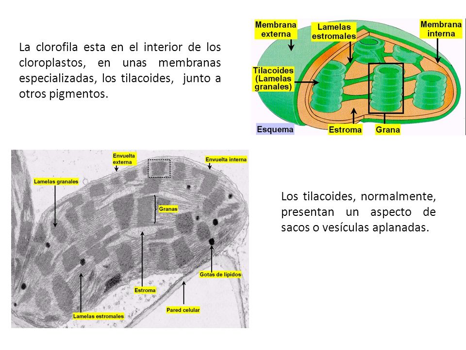 La clorofila esta en el interior de los cloroplastos, en unas membranas especializadas, los tilacoides, junto a otros pigmentos.