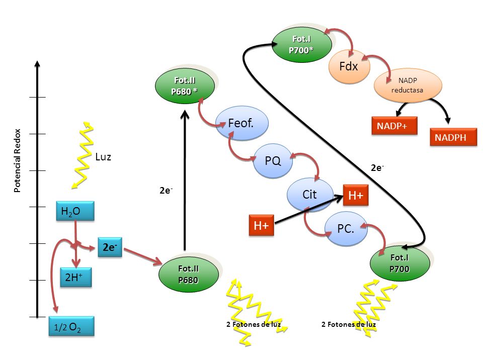Fdx Feof. PQ Cit H+ H+ PC. Luz H2O 2e- 2H+ NADP+ NADPH 2e- 2e- Fot.I