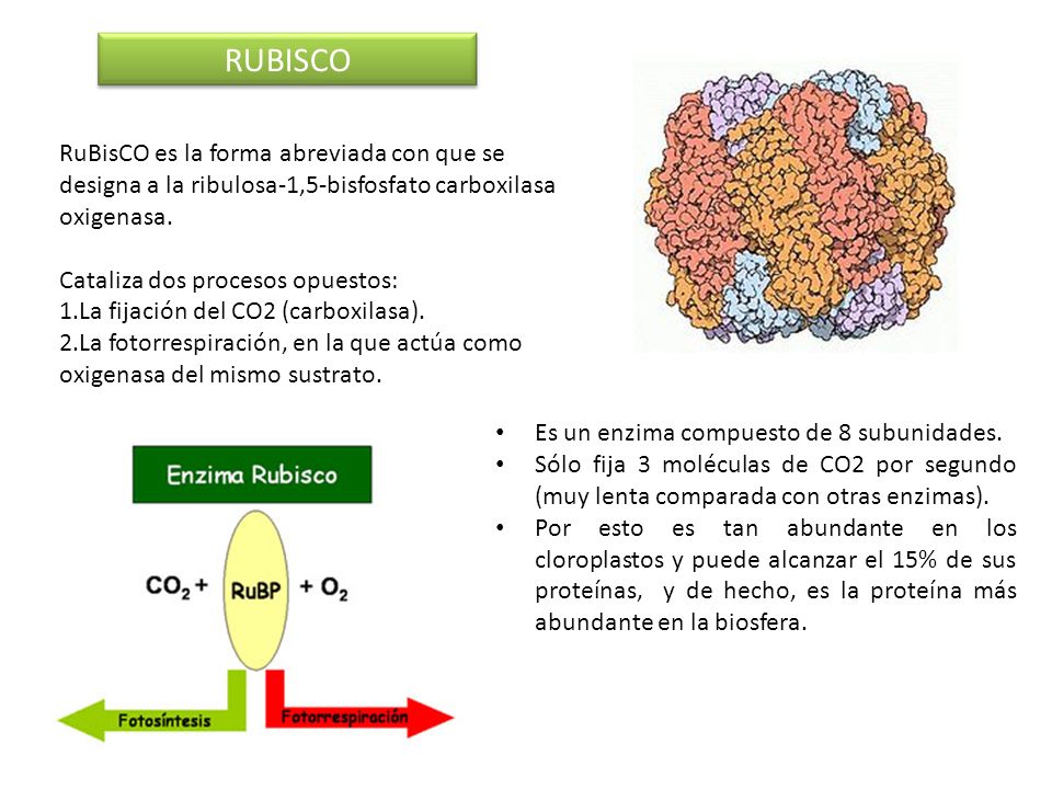 RUBISCO RuBisCO es la forma abreviada con que se designa a la ribulosa-1,5-bisfosfato carboxilasa oxigenasa.