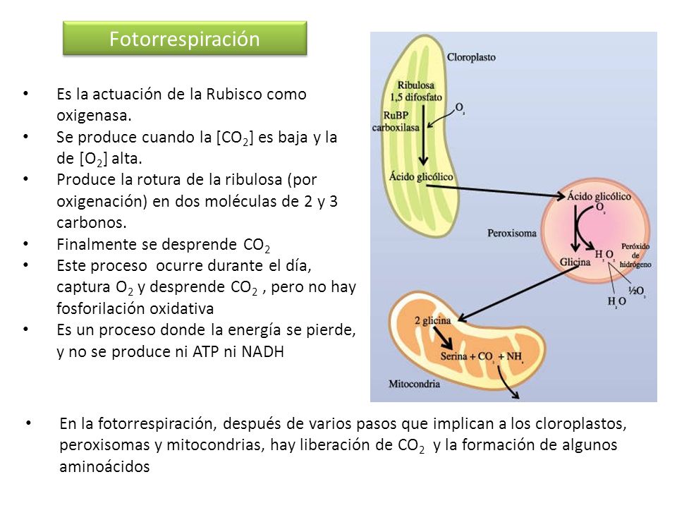 Fotorrespiración Es la actuación de la Rubisco como oxigenasa.