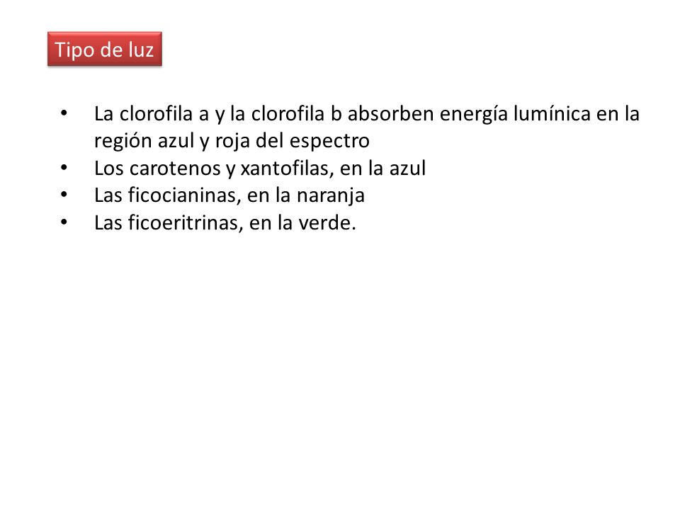 Tipo de luz La clorofila a y la clorofila b absorben energía lumínica en la región azul y roja del espectro.