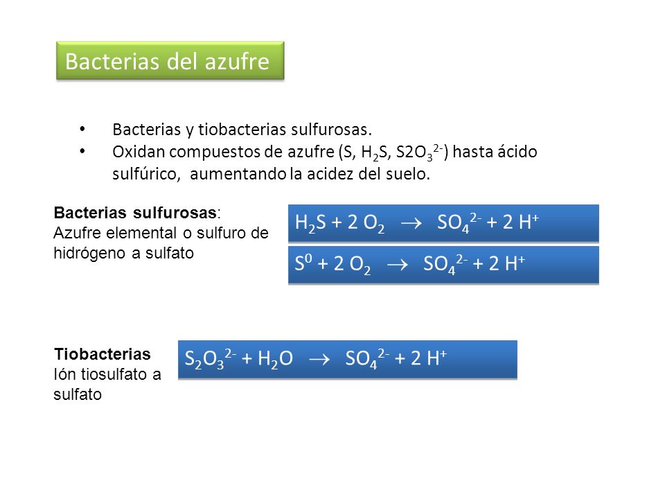 Bacterias del azufre H2S + 2 O2  SO H+