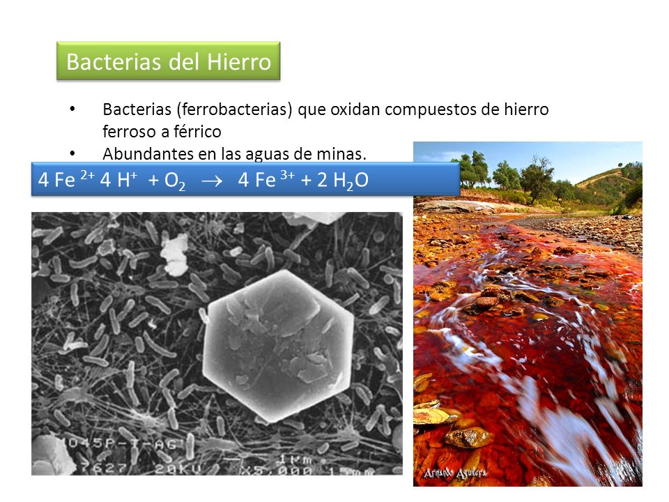 Bacterias del Hierro 4 Fe 2+ 4 H+ + O2  4 Fe H2O