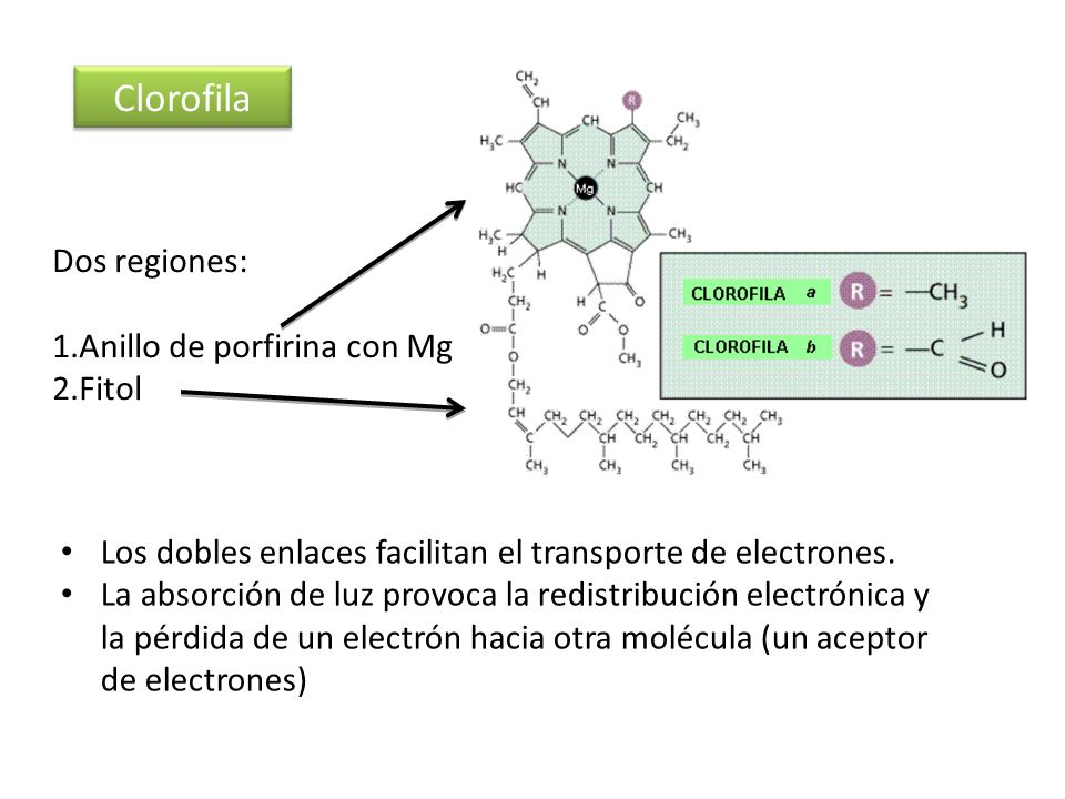 Clorofila Dos regiones: Anillo de porfirina con Mg Fitol