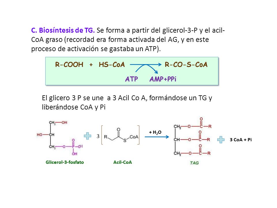 C. Biosíntesis de TG. Se forma a partir del glicerol-3-P y el acil-CoA graso (recordad era forma activada del AG, y en este proceso de activación se gastaba un ATP).