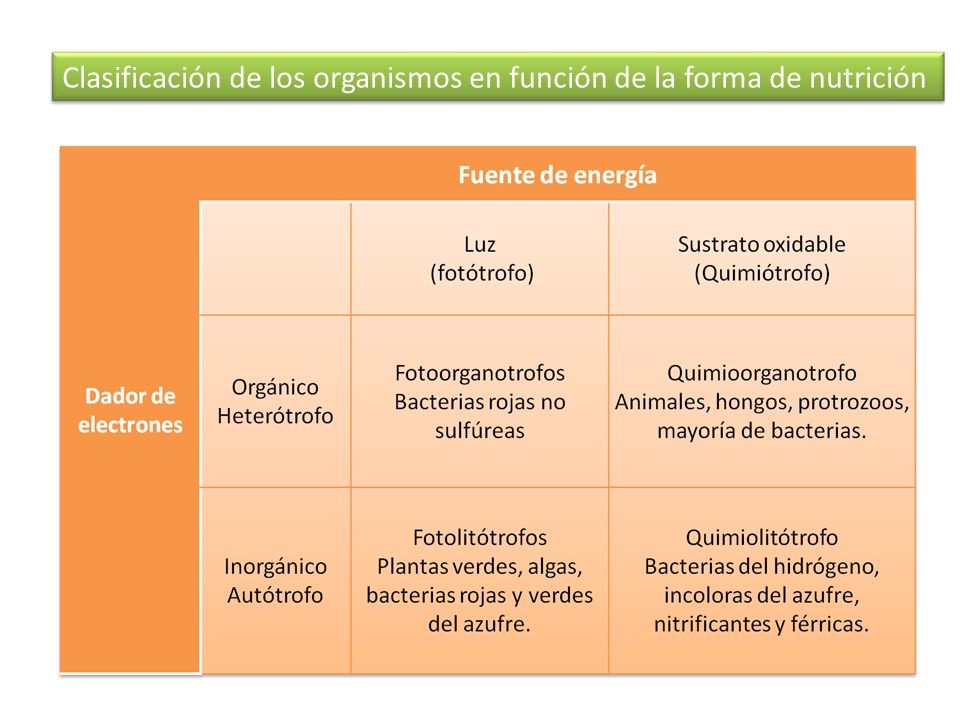 Clasificación de los organismos en función de la forma de nutrición