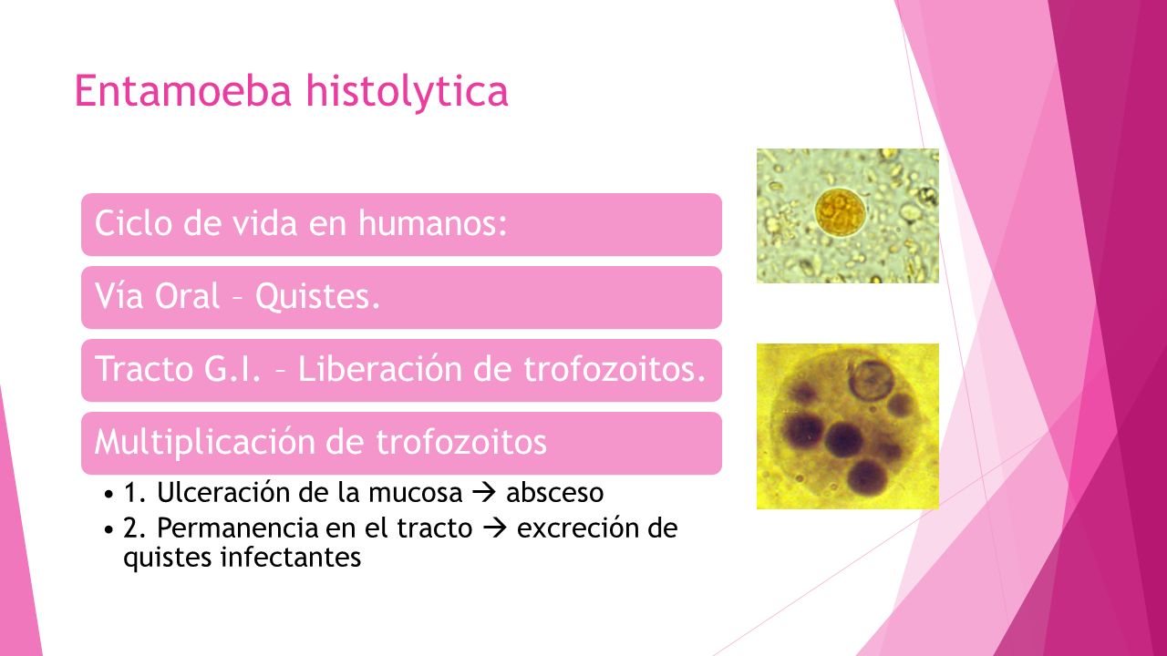 Entamoeba histolytica