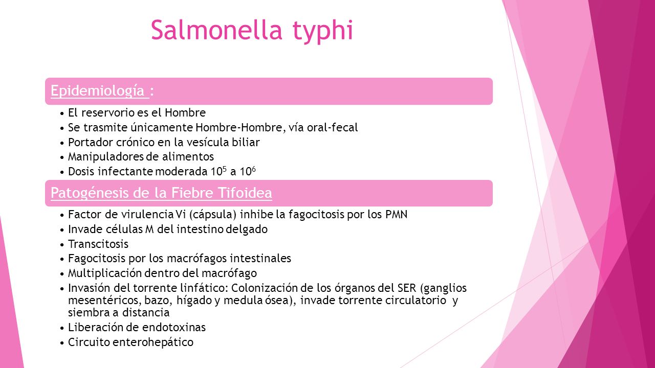 Salmonella typhi Epidemiología : Patogénesis de la Fiebre Tifoidea