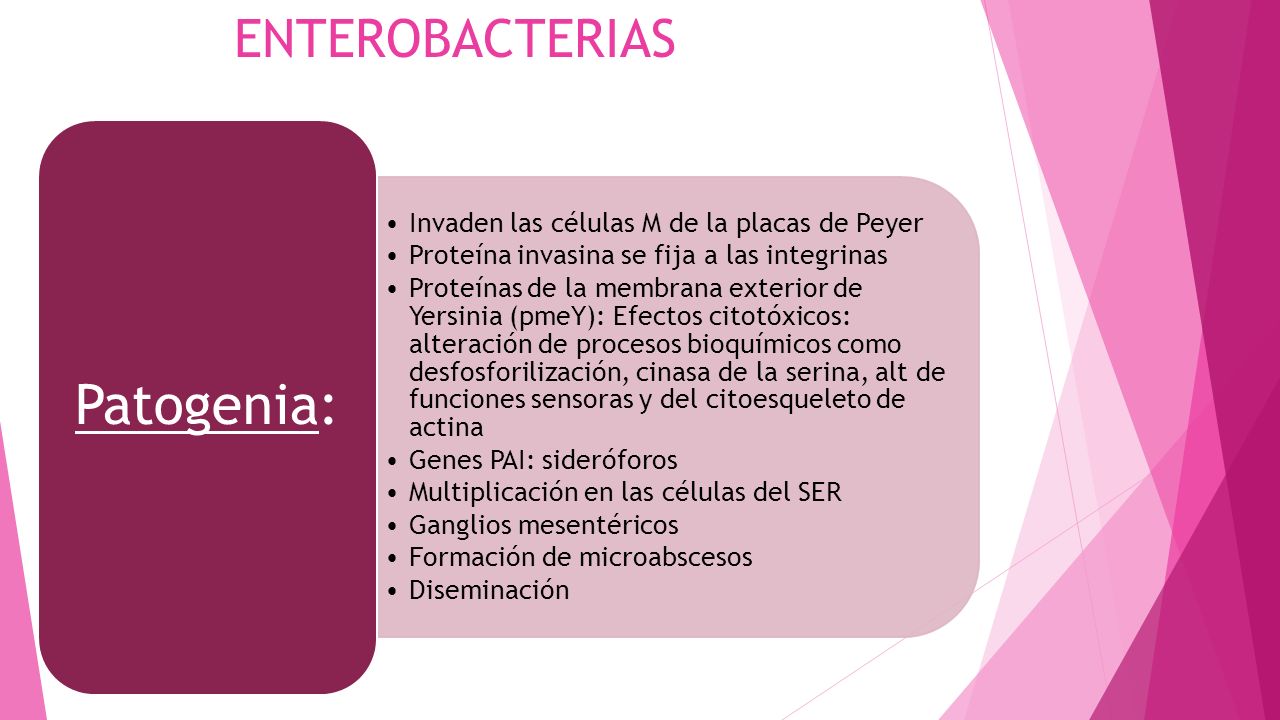 Patogenia: ENTEROBACTERIAS Invaden las células M de la placas de Peyer