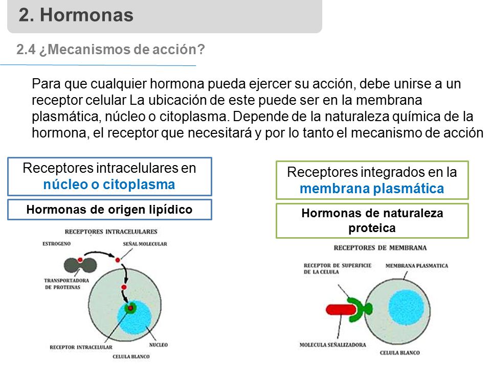 Hormonas de origen lipídico Hormonas de naturaleza proteica