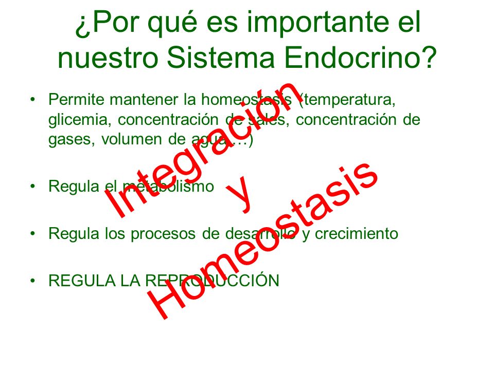 ¿Por qué es importante el nuestro Sistema Endocrino