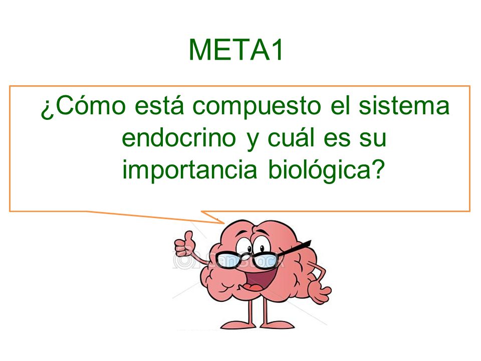 META1 ¿Cómo está compuesto el sistema endocrino y cuál es su importancia biológica