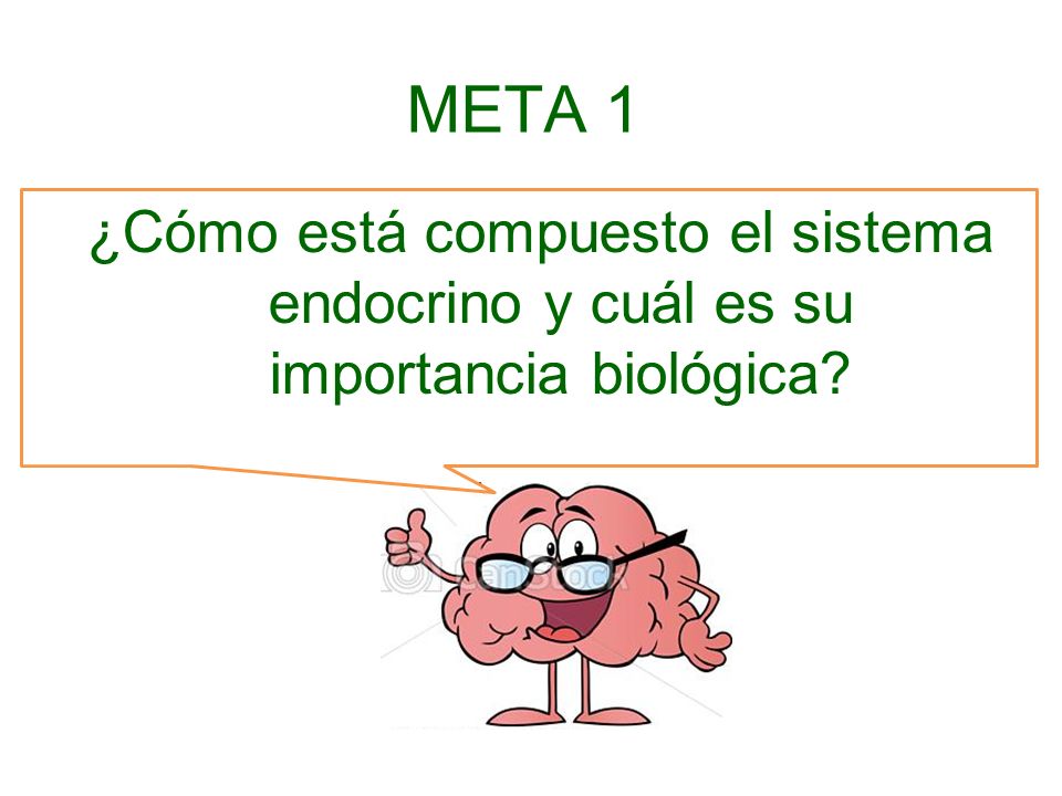 META 1 ¿Cómo está compuesto el sistema endocrino y cuál es su importancia biológica
