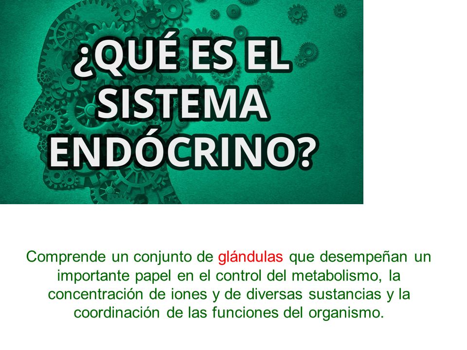 Comprende un conjunto de glándulas que desempeñan un importante papel en el control del metabolismo, la concentración de iones y de diversas sustancias y la coordinación de las funciones del organismo.
